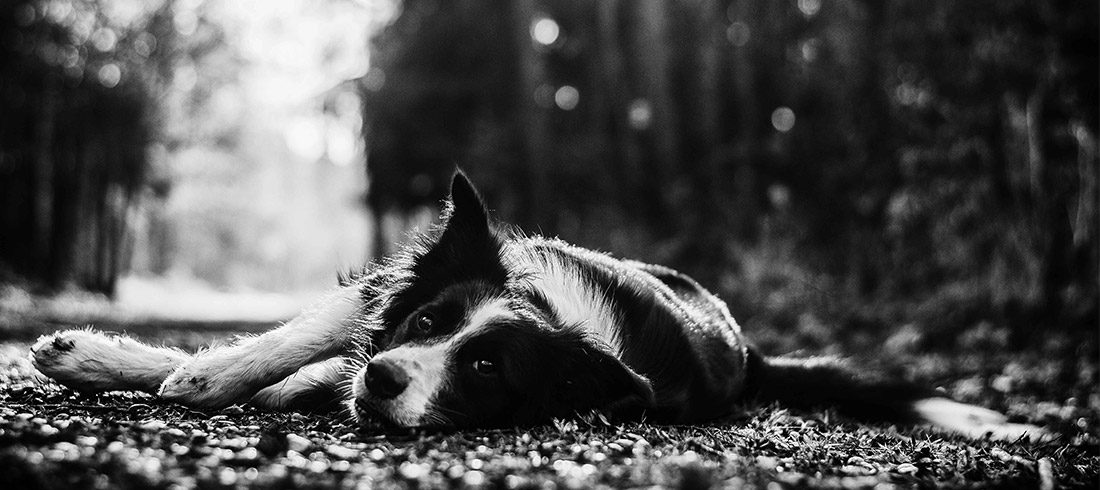 Kurz fotografování psů