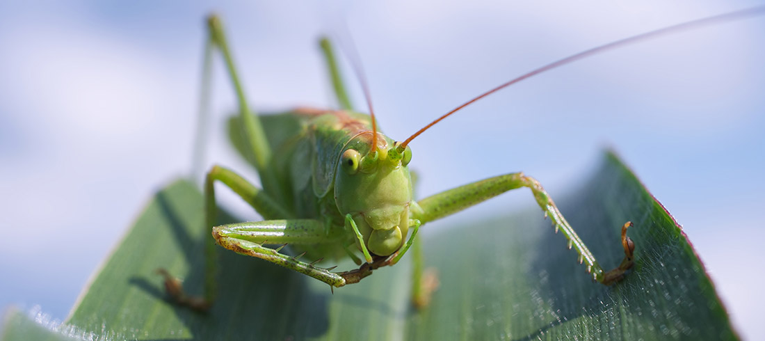 Kurz makrofotografie