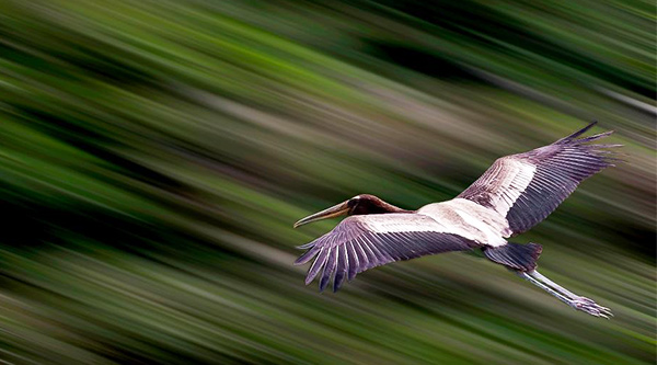 Panning v přírodě 