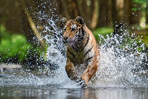 Tygr běžící vodou
