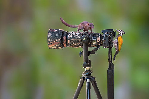 Fotoaparát s teleobjektivem vhodným k fotografování zvířat v přírodě