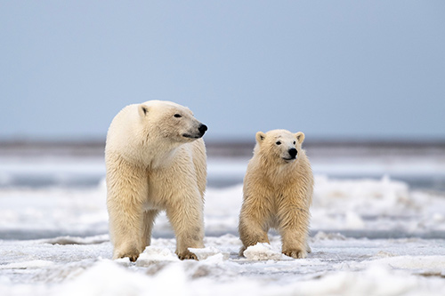 Dospělý lední medvěd a mládě