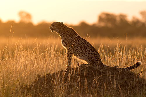 Hra světel a stínů s gepardem